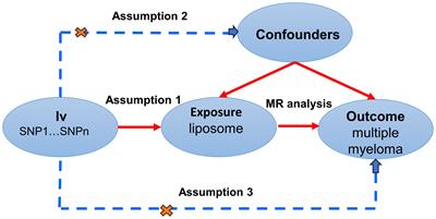 Liposomes have a direct effect on multiple myeloma: a Mendelian randomization study